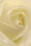 Drawn toward the center of this creamy white rose, you're transported to the gentle embrace of its petals, their spiral echoing the peaceful rhythm of Herne Hill mornings. The surfaces are whisper-light, reminiscent of dew on Brockwell Park's grass, each fold sheltering a space of tranquil intimacy. Fleeting shadows nestle between ivory and cream, adding soft contours that evoke a sense of serenity and quiet significance. The whole effect is calming, like the hush before a community gathering near Railton Road or a mindful pause after a heartfelt conversation. This rose, hand-selected by local experts, stands as the purest emblem of sympathy, new beginnings, or deep admiration-a gentle presence at moments when words are not enough. The imagined scent-delicate, clean, and evocative-seems to linger in the quiet, reinforcing the artistry and thoughtful intention invested in arrangements crafted by Herne Hill Florist. Every aspect of this bloom, captured in precise detail, reflects not only its natural beauty but also the spirit of connection and gentle hope that flourishes across SE24.